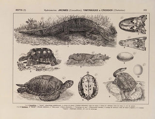 Rodolpho von Ihering - Atlas da Fauna do Brasil Pl19.webp