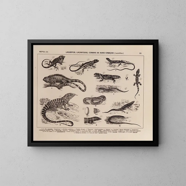 Atlas der brasilianischen Tierwelt Pl20 - Rodolpho von Ihering — gerahmtes Bild an der Wand