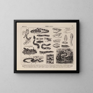 Rodolpho von Ihering - Atlas da Fauna do Brasil Pl21.webp