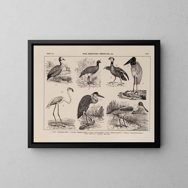 Atlas der Tierwelt Brasiliens Pl23 - Rodolpho von Ihering — gerahmtes Bild an der Wand