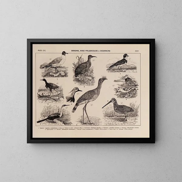 Atlas der Tierwelt Brasiliens Pl24 - Rodolpho von Ihering — gerahmtes Bild an der Wand