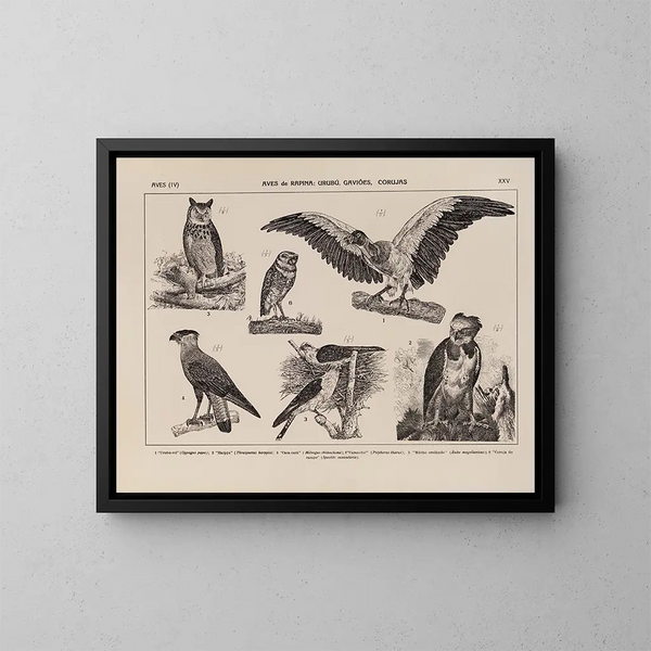 Atlas der Tierwelt Brasiliens Pl25 - Rodolpho von Ihering — gerahmtes Bild an der Wand