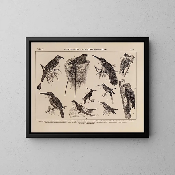 Atlas der brasilianischen Tierwelt Pl26 - Rodolpho von Ihering — gerahmtes Bild an der Wand