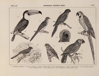 Rodolpho von Ihering - Atlas da Fauna do Brasil Pl27.webp