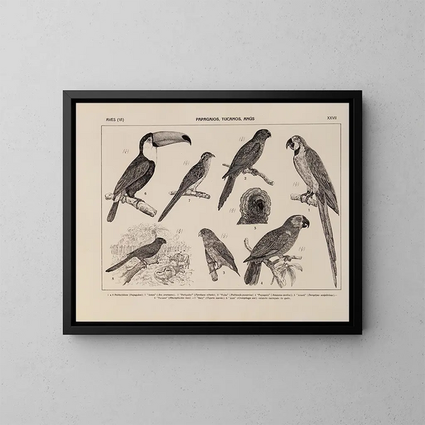 Atlas der Tierwelt Brasiliens Pl27 - Rodolpho von Ihering — gerahmtes Bild an der Wand