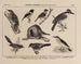 Atlas der Tierwelt Brasiliens Pl28 - Rodolpho von Ihering — Ansicht des Kunstwerks