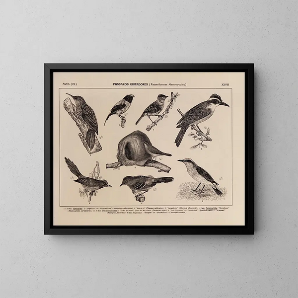 Atlas der Tierwelt Brasiliens Pl28 - Rodolpho von Ihering — gerahmtes Bild an der Wand