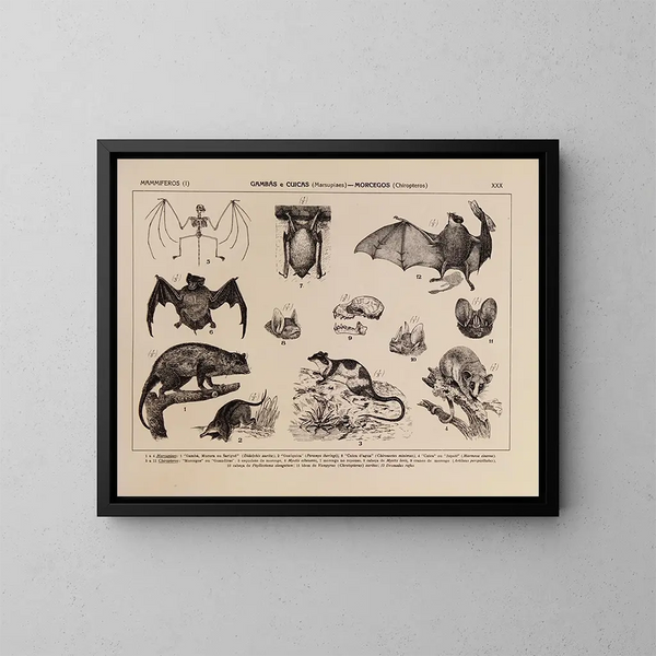 Atlas der Tierwelt Brasiliens Pl30 - Rodolpho von Ihering — gerahmtes Bild an der Wand