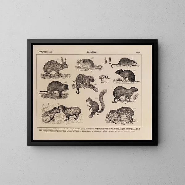 Atlas der Tierwelt Brasiliens Pl32 - Rodolpho von Ihering — gerahmtes Bild an der Wand