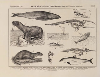 Rodolpho von Ihering - Atlas da Fauna do Brasil Pl33.webp