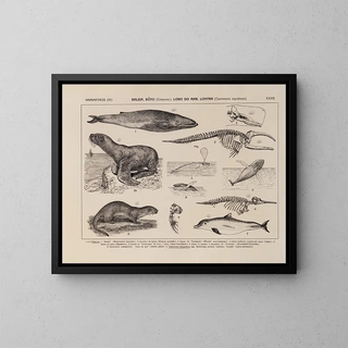 Rodolpho von Ihering - Atlas da Fauna do Brasil Pl33.webp