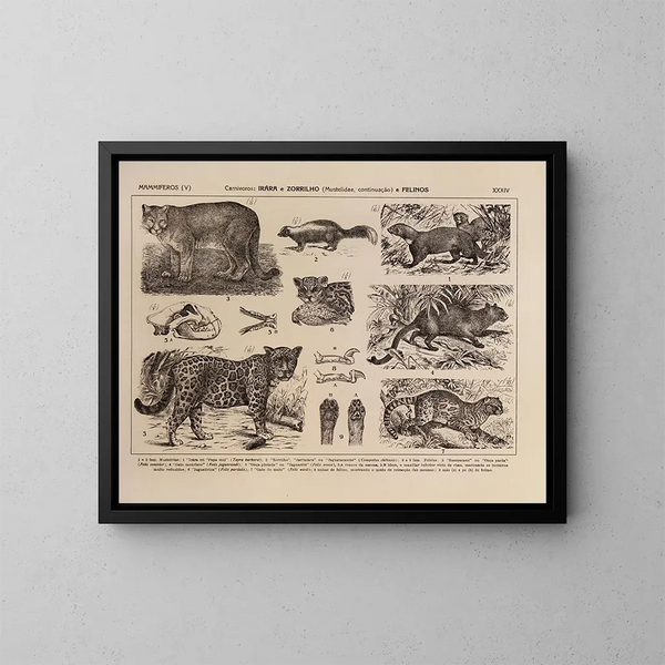 Atlas der Tierwelt Brasiliens Pl34 - Rodolpho von Ihering — gerahmtes Bild an der Wand