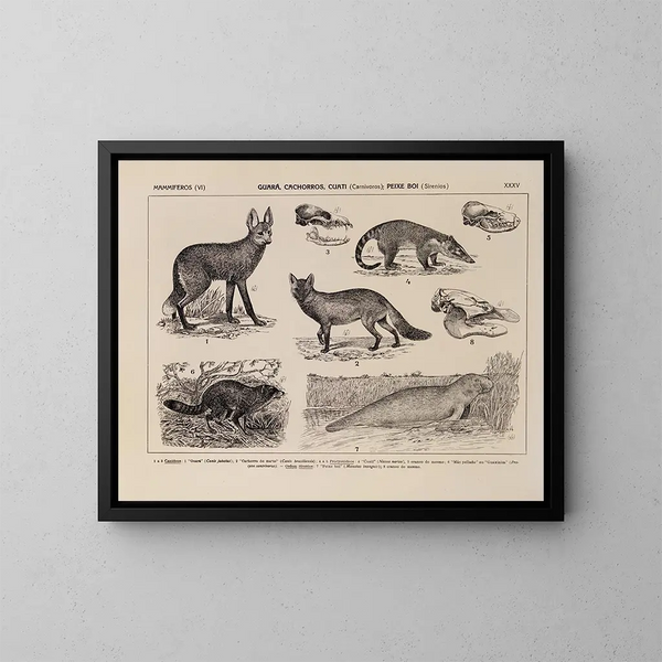 Atlas der Tierwelt Brasiliens Pl35 - Rodolpho von Ihering — gerahmtes Bild an der Wand