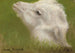 Kopf eines Lamms - Rosa Bonheur — Ansicht des Kunstwerks