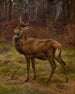 Hirsch in einer Herbstlandschaft - Rosa Bonheur — Ansicht des Kunstwerks