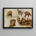 Studien eines Gamsbocks - Rosa Bonheur — gerahmtes Bild an der Wand