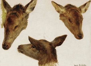 Rosa Bonheur - Study Of Deer Heads.webp