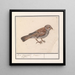 Rousserolle effarvatte Emberiza schoeniclus - Anselmus Botius de Boodt — gerahmtes Bild an der Wand