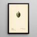 Acca sellowiana - Royal Charles Steadman — gerahmtes Bild an der Wand