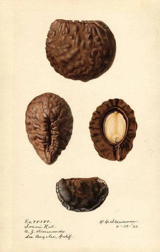 Royal Charles Steadman - Caryocar nuciferum Souari Nut.webp
