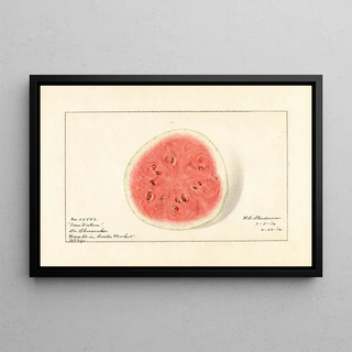 Royal Charles Steadman - Citrullus lanatus Tom Watson.webp