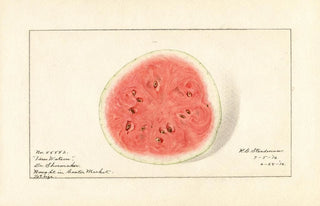 Royal Charles Steadman - Citrullus lanatus Tom Watson.webp