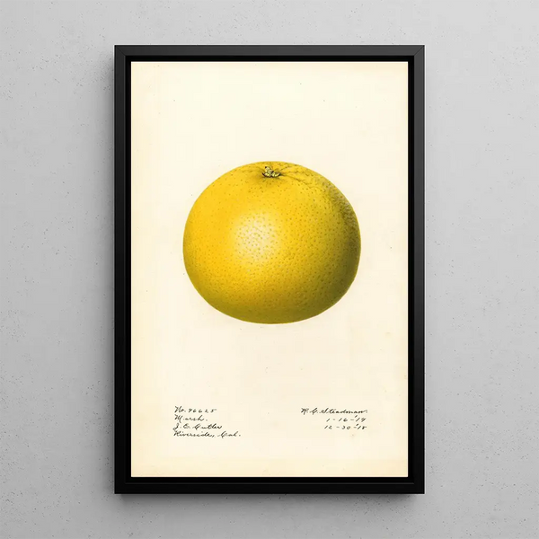 Royal Charles Steadman - Citrus paradisi Marsh.webp