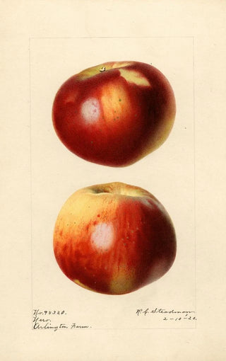 Royal Charles Steadman - Malus domestica Nero.webp