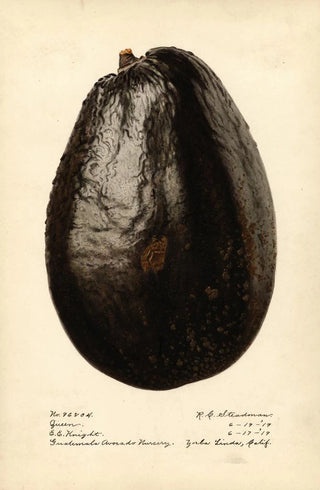 Royal Charles Steadman - Persea Queen.webp