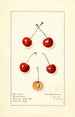 Prunus avium Northwest - Royal Charles Steadman - Royal Charles Steadman — vista dell’opera
