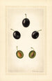 Prunus domestica Mackinan - Royal Charles Steadman - Royal Charles Steadman — Ansicht des Kunstwerks