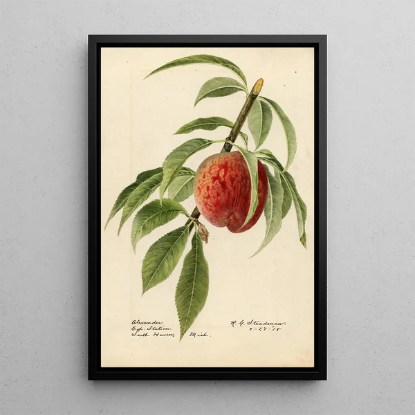 Royal Charles Steadman - Prunus persica Alexander.webp