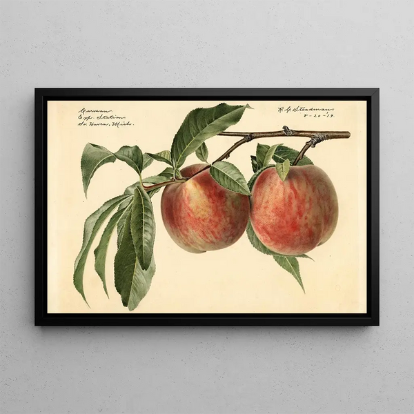 Royal Charles Steadman - Prunus persica Carman.webp