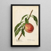 Prunus persica Mayflower - Royal Charles Steadman - Royal Charles Steadman — quadro incorniciato alla parete