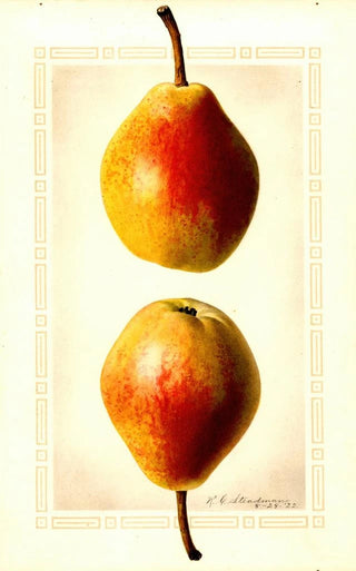 Royal Charles Steadman - Pyrus communis Clapps Favorite.webp