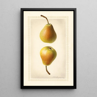 Royal Charles Steadman - Pyrus communis Worden Seckel.webp