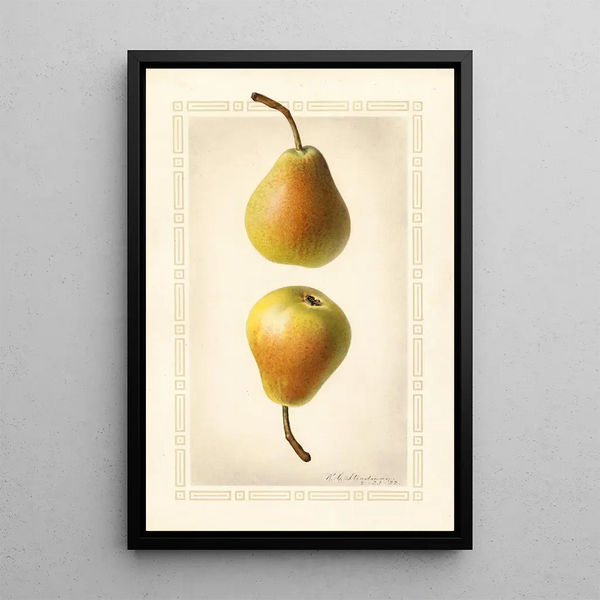 Royal Charles Steadman - Pyrus communis Worden Seckel.webp