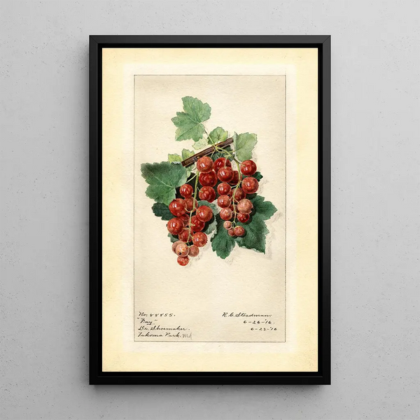 Royal Charles Steadman - Ribes Fay.webp