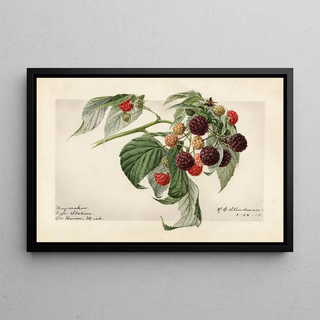Royal Charles Steadman - Rubus Haymaker.webp