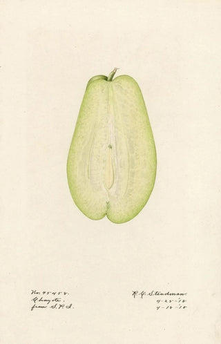 Royal Charles Steadman - Sechium edule.webp