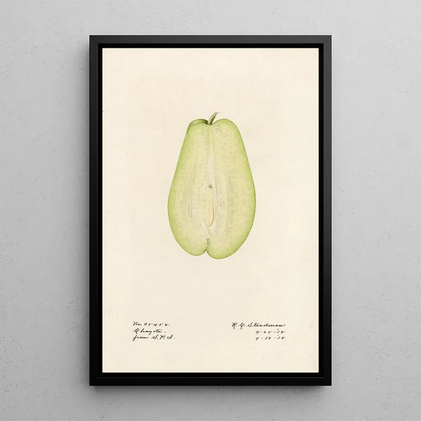 Royal Charles Steadman - Sechium edule.webp