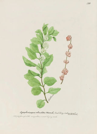 S Fred Prince - Coral berry.webp