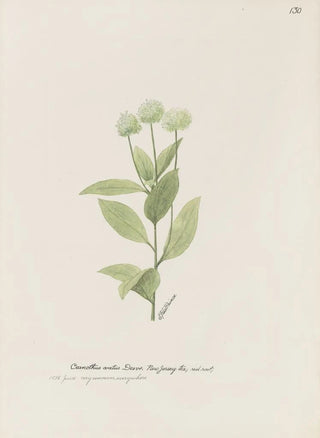 S Fred Prince - New Jersey tea red root.webp