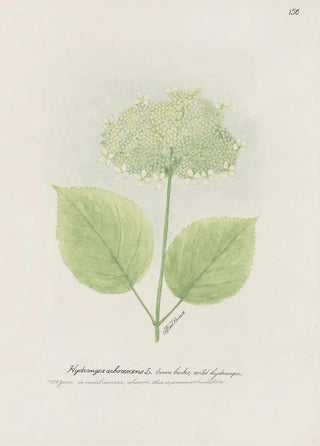 S Fred Prince - Seven barks wild hydrangea.webp