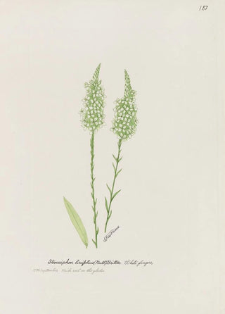 S Fred Prince - Whitefingers.webp