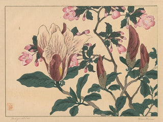 Sakai Hoitsu - Magnolia.webp