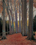 Allée des Platanes - Santiago Rusiñol — vista dell’opera