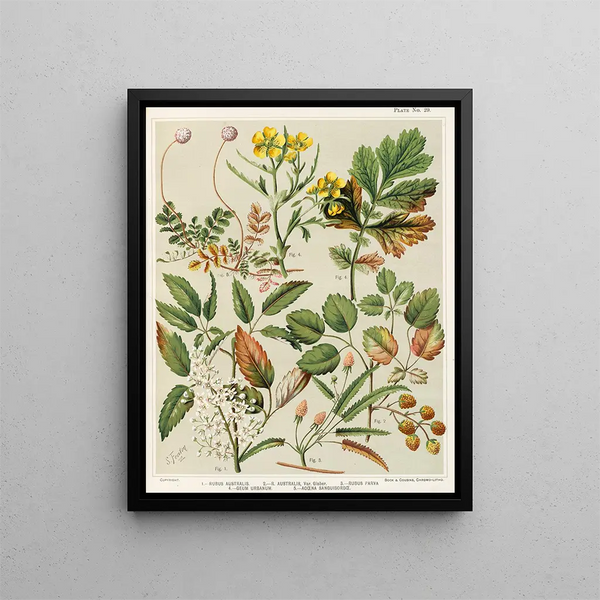 Sarah Featon - 1 Rubus australis 2 R aaustralis var glaber 3 Rubus parva 4 Geum urbanum 5 Acaena sanguisorbce Plate 29.webp