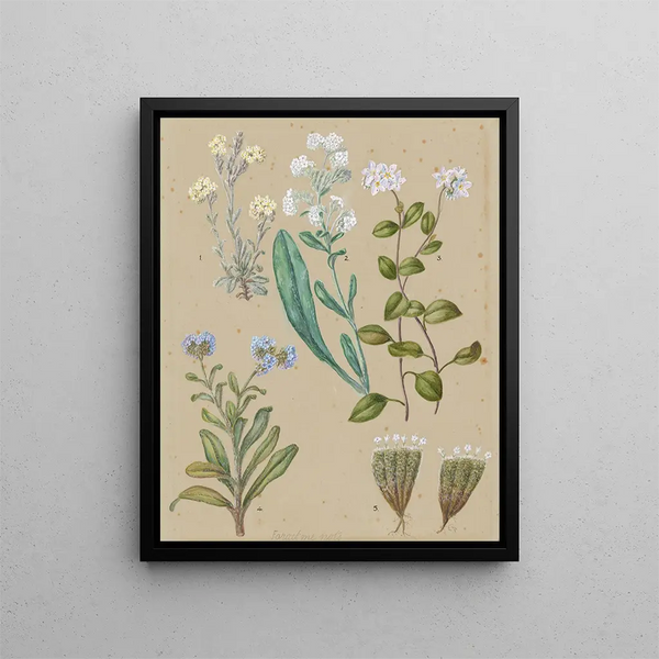 Sarah Featon - Myosotis species 5 Forgetmenot.webp