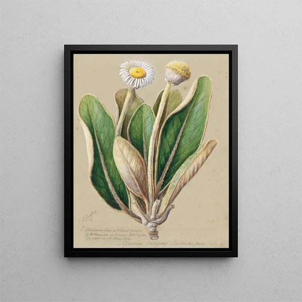 Sarah Featon - Pachystegia insignis.webp